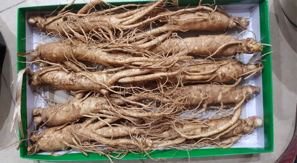 Nhân sâm tươi Hàn Quốc loại 10 củ 1 kg 8 Nhân sâm tươi Hàn Quốc loại 10 củ 1 kg 01