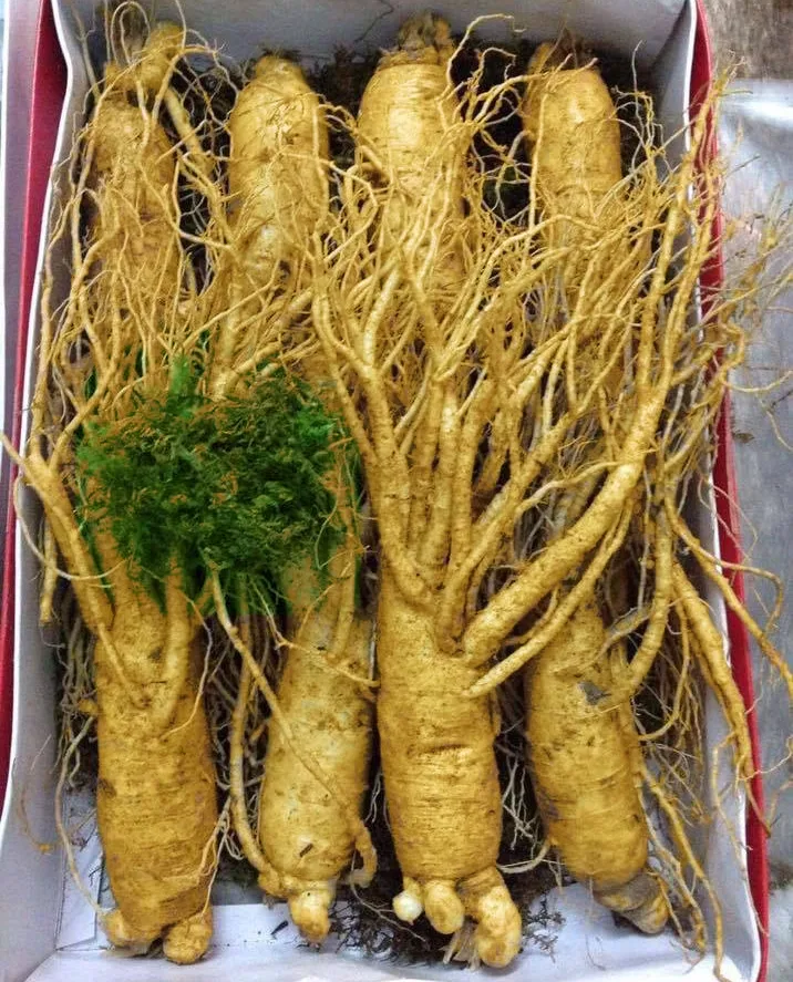 Nhân sâm tươi Hàn Quốc loại 10 củ 1 kg 9 Nhân sâm tươi Hàn Quốc loại 10 củ 1 kg 02