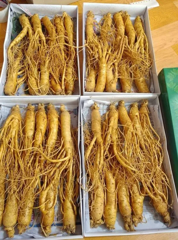 Nhân sâm tươi Hàn Quốc loại 10 củ 1 kg 12 Nhân sâm tươi Hàn Quốc loại 10 củ 1 kg 05