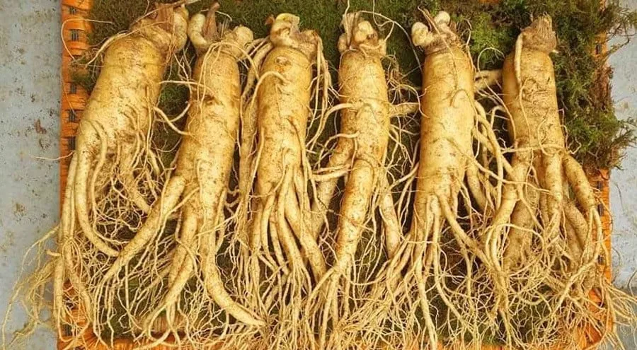 Nhân sâm tươi Hàn Quốc loại 6 củ 1 kg chính hãng, giá rẻ 6 Nhân sâm tươi Hàn Quốc loại 6 củ 1 kg 01