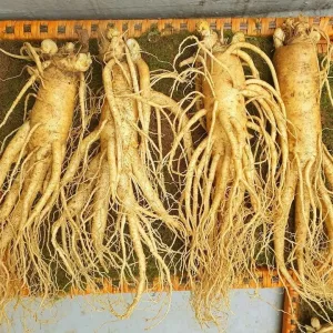Nhân sâm tươi Hàn Quốc loại 4 củ 1 kg
