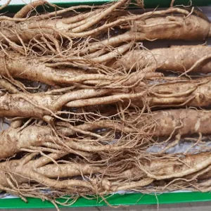 Nhân sâm tươi Hàn Quốc loại 10 củ 1 kg 7 Nhân sâm tươi Hàn Quốc loại 10 củ 1 kg 01