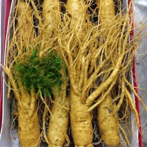 Nhân sâm tươi Hàn Quốc loại 10 củ 1 kg 6 Nhân sâm tươi Hàn Quốc loại 10 củ 1 kg 02