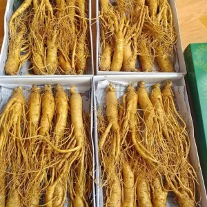 Nhân sâm tươi Hàn Quốc loại 10 củ 1 kg 05