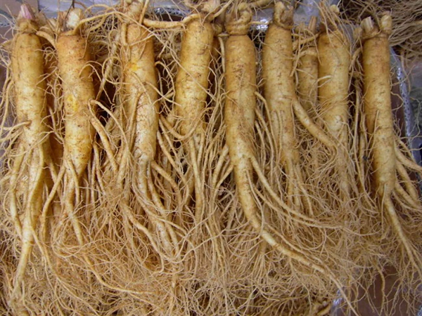 Nhân sâm tươi Hàn Quốc loại 10 củ 1 kg 1 Nhân sâm tươi Hàn Quốc loại 10 củ 1 kg