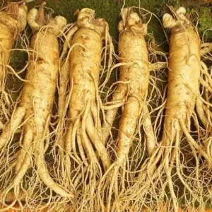 Nhân sâm tươi Hàn Quốc loại 5 củ 1 kg 