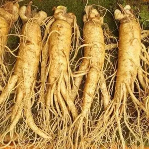 Nhân sâm tươi Hàn Quốc loại 6 củ 1 kg chính hãng, giá rẻ 5 Nhân sâm tươi Hàn Quốc loại 6 củ 1 kg 01