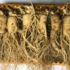 Nhân sâm tươi Hàn Quốc loại 6 củ 1 kg chính hãng, giá rẻ 9 Nhân sâm tươi Hàn Quốc loại 6 củ 1 kg
