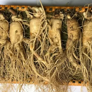 Nhân sâm tươi Hàn Quốc loại 6 củ 1 kg