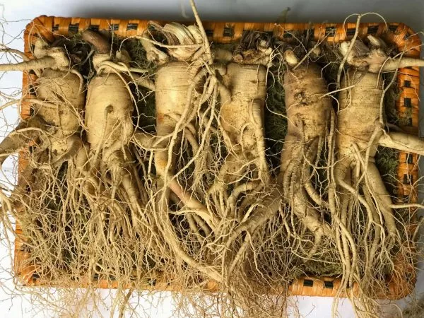 Nhân sâm tươi Hàn Quốc loại 6 củ 1 kg chính hãng, giá rẻ 1 Nhân sâm tươi Hàn Quốc loại 6 củ 1 kg