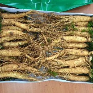 Nhân sâm tươi Hàn Quốc loại 20-40 củ 1 kg 1