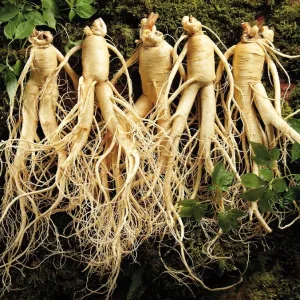 nhan sam tuoi han quoc loai 20 40 cu 1 kg 04